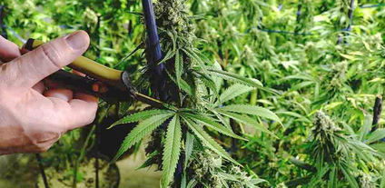 Cómo se poda la planta del cannabis, tipología de la poda y consejos.