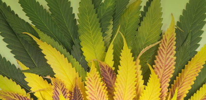 Las 6 carencias mas comunes en el cannabis
