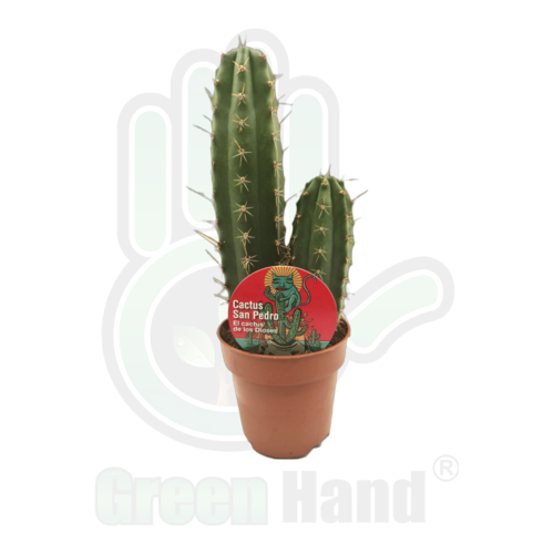 Cactus de San Pedro (Echinopsis pachanoi)