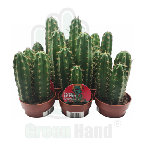 Cactus de San Pedro (Echinopsis pachanoi)