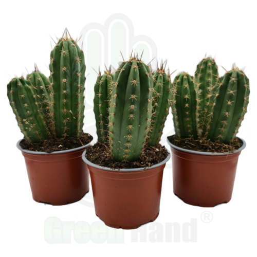 Cactus de San Pedro (Echinopsis pachanoi) Maceta 13 cms.