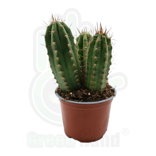 Cactus de San Pedro (Echinopsis pachanoi) Maceta 13 cms.