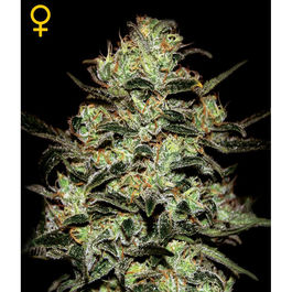 Moby Dick (Pack 10 Semillas)